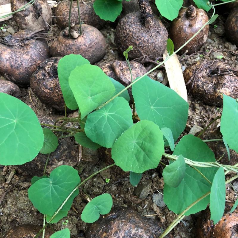 山乌龟盆栽金不换爬藤植物盆景多肉植物块根办公室绿植花卉