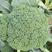 四季播蔬菜种子绿霸王西兰花种子花青花椰菜种子
