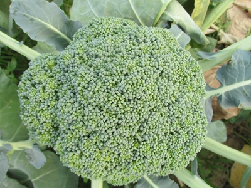 四季播蔬菜种子绿霸王西兰花种子花青花椰菜种子