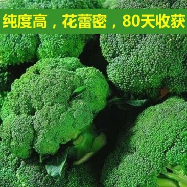 四季播蔬菜种子绿霸王西兰花种子花青花椰菜种子