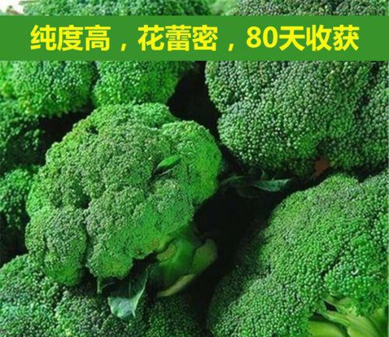 四季播蔬菜种子绿霸王西兰花种子花青花椰菜种子