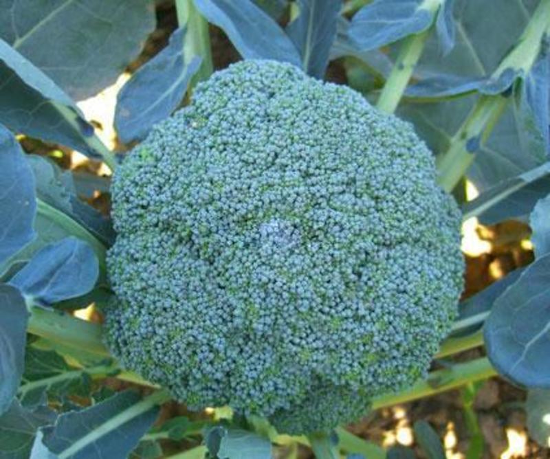四季播蔬菜种子绿霸王西兰花种子花青花椰菜种子