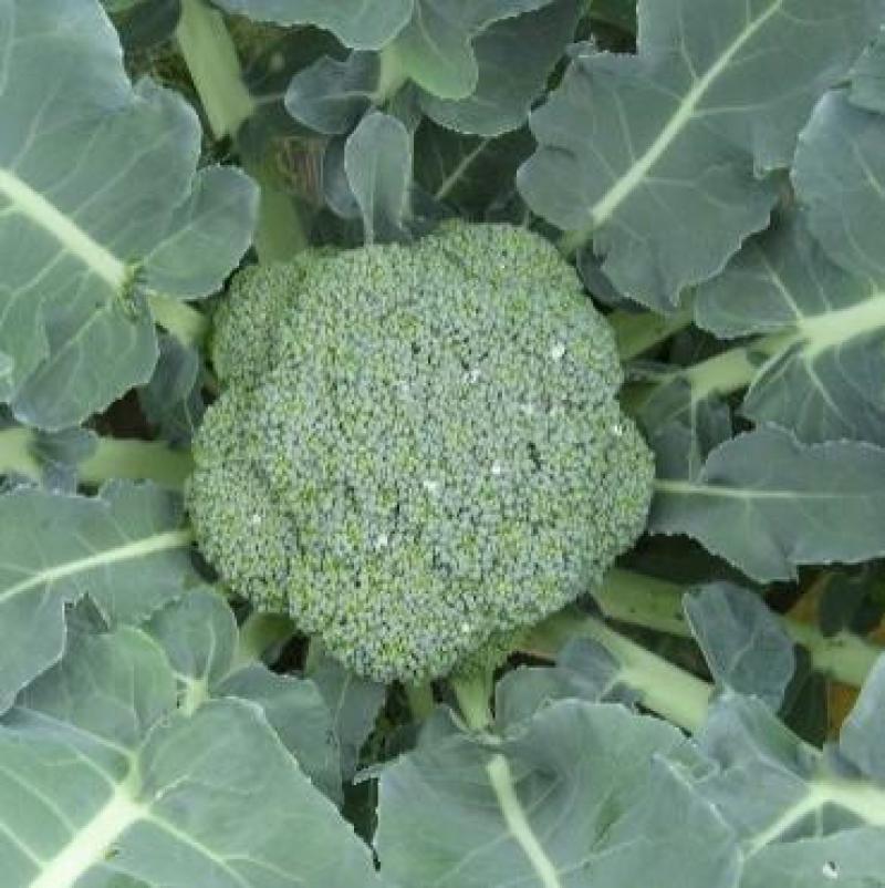 四季播蔬菜种子绿霸王西兰花种子花青花椰菜种子