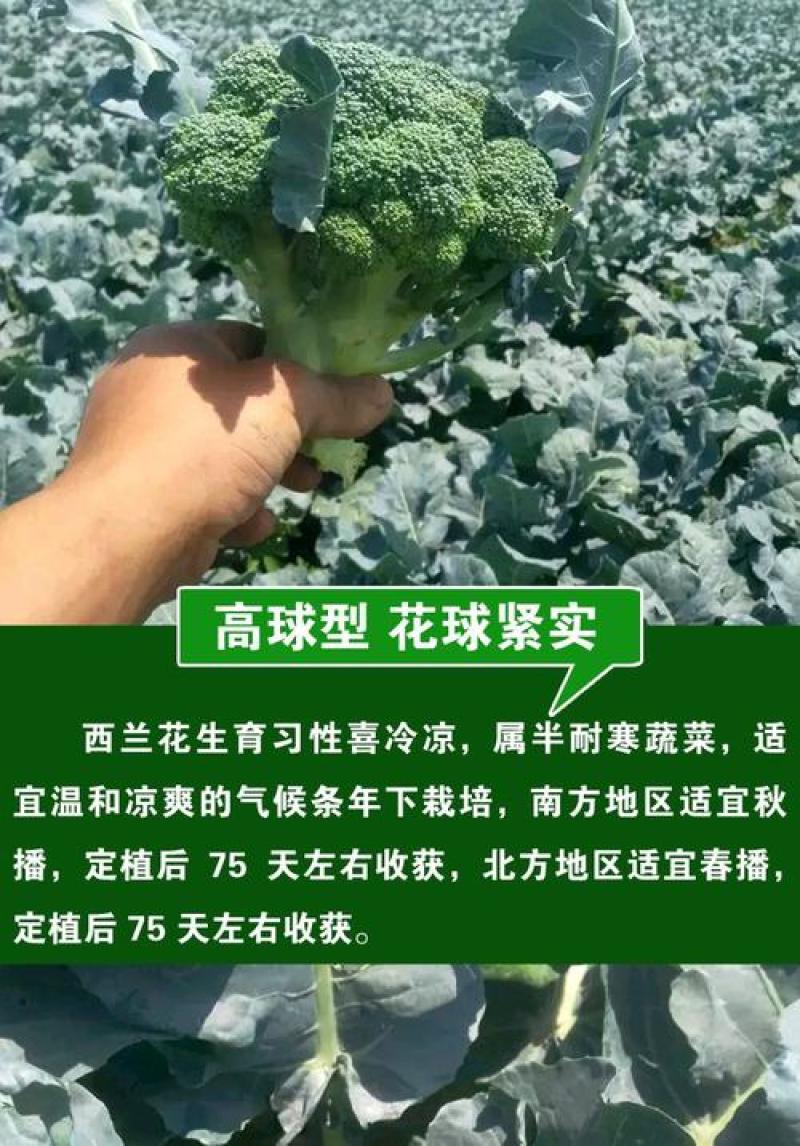 四季播蔬菜种子绿霸王西兰花种子花青花椰菜种子