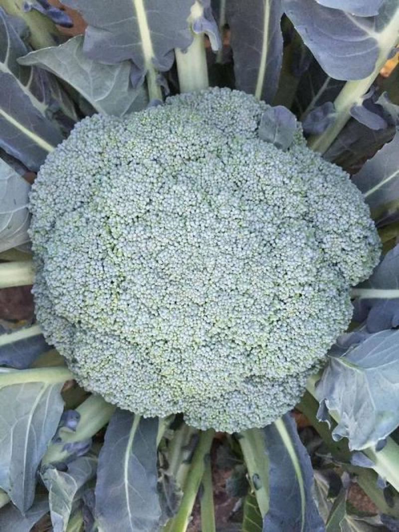 四季播蔬菜种子绿霸王西兰花种子花青花椰菜种子