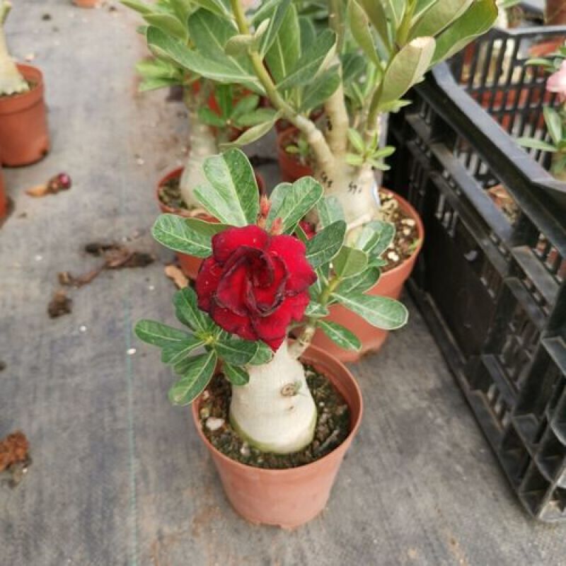 沙漠玫瑰花耐旱耐晒养不死的植物四季好养盆栽重瓣当年开花期