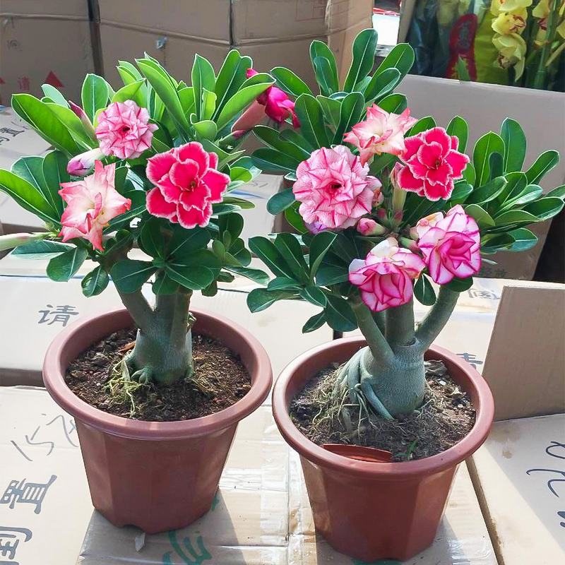 沙漠玫瑰花耐旱耐晒养不死的植物四季好养盆栽重瓣当年开花期