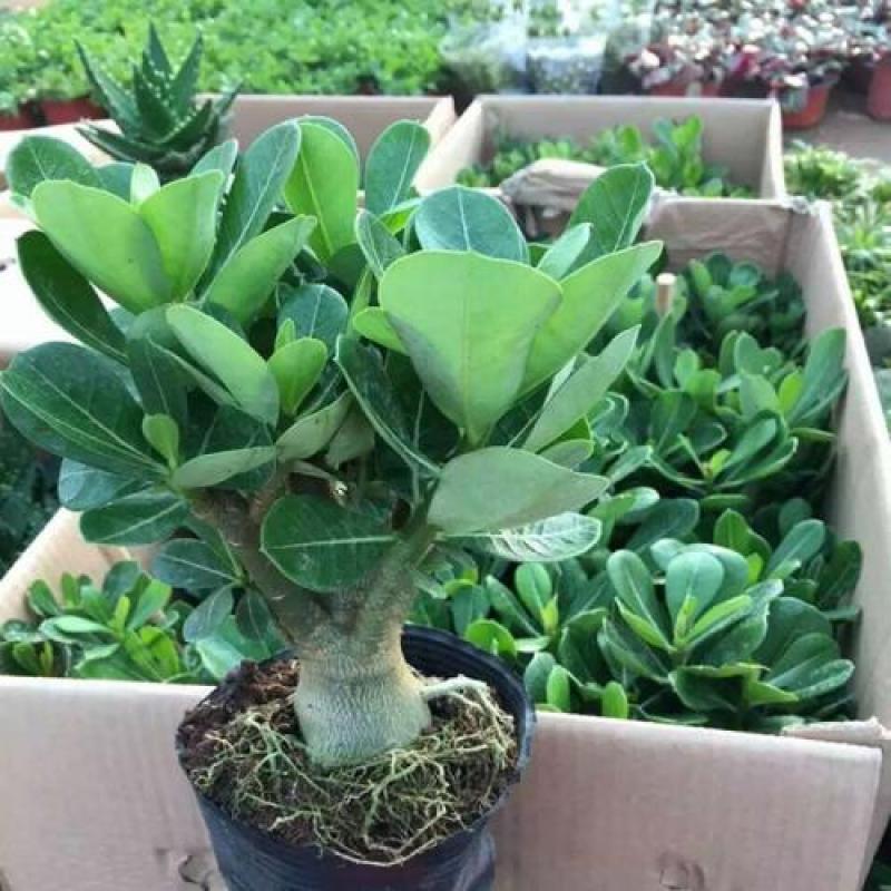 沙漠玫瑰花耐旱耐晒养不死的植物四季好养盆栽重瓣当年开花期