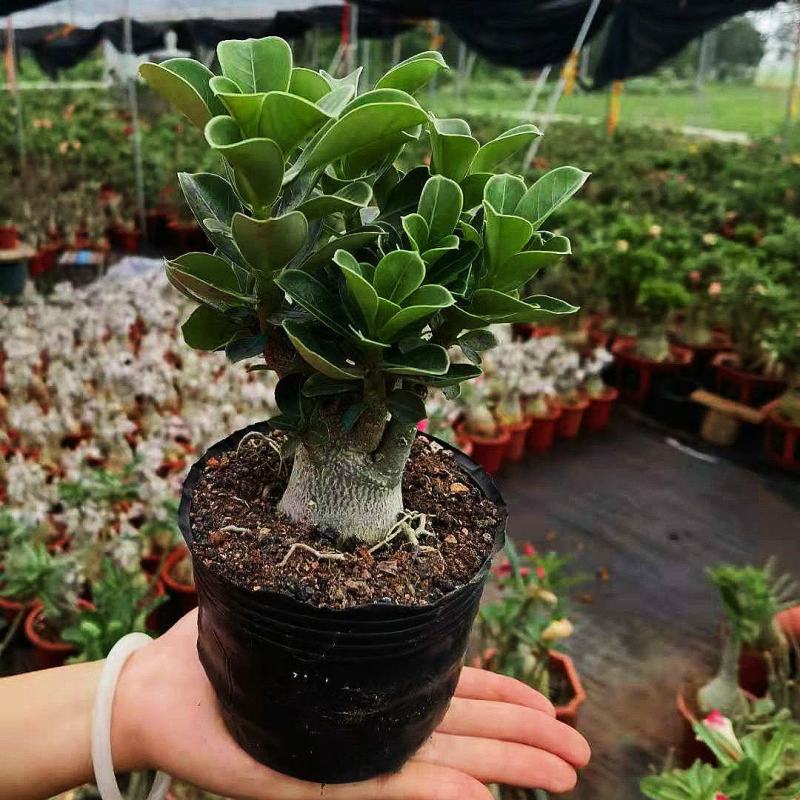 沙漠玫瑰花耐旱耐晒养不死的植物四季好养盆栽重瓣当年开花期