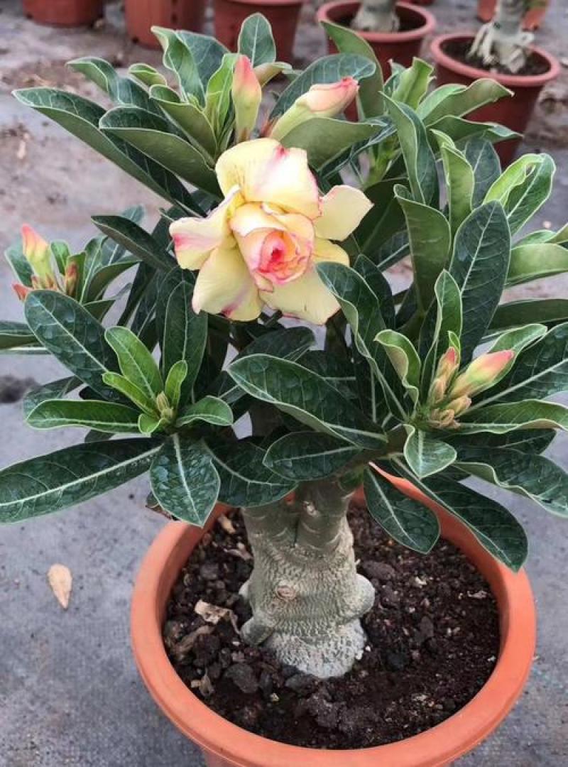 沙漠玫瑰花耐旱耐晒养不死的植物四季好养盆栽重瓣当年开花期