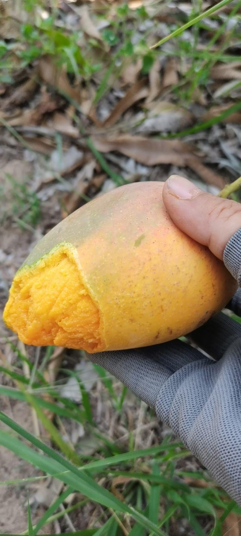 海南芒果供应链，一件代发，品质保证，请在一亩田连续我