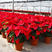 一品红盆栽四季好养客厅阳台办公室观赏植物中国红花卉