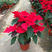 一品红盆栽四季好养客厅阳台办公室观赏植物中国红花卉