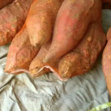 烟薯