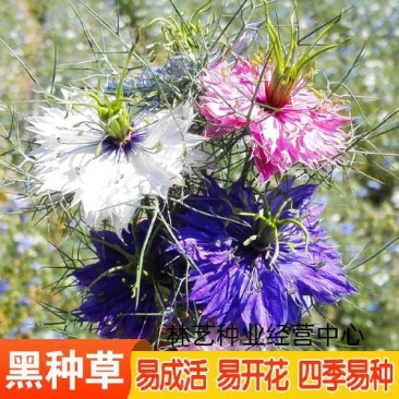 黑种草种子四季播种开花波斯宝石室外庭院易活阳台盆栽花种籽