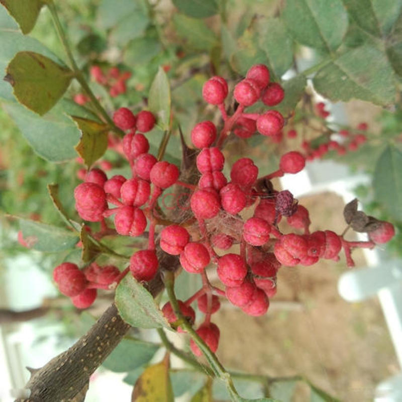 新采花椒种子九叶青花椒树大红袍四川花椒种子无刺花椒籽种