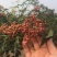 新采花椒种子九叶青花椒树大红袍四川花椒种子无刺花椒籽种