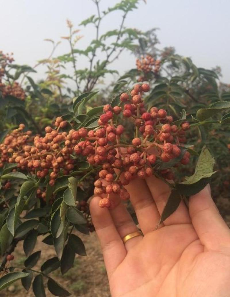 新采花椒种子九叶青花椒树大红袍四川花椒种子无刺花椒籽种