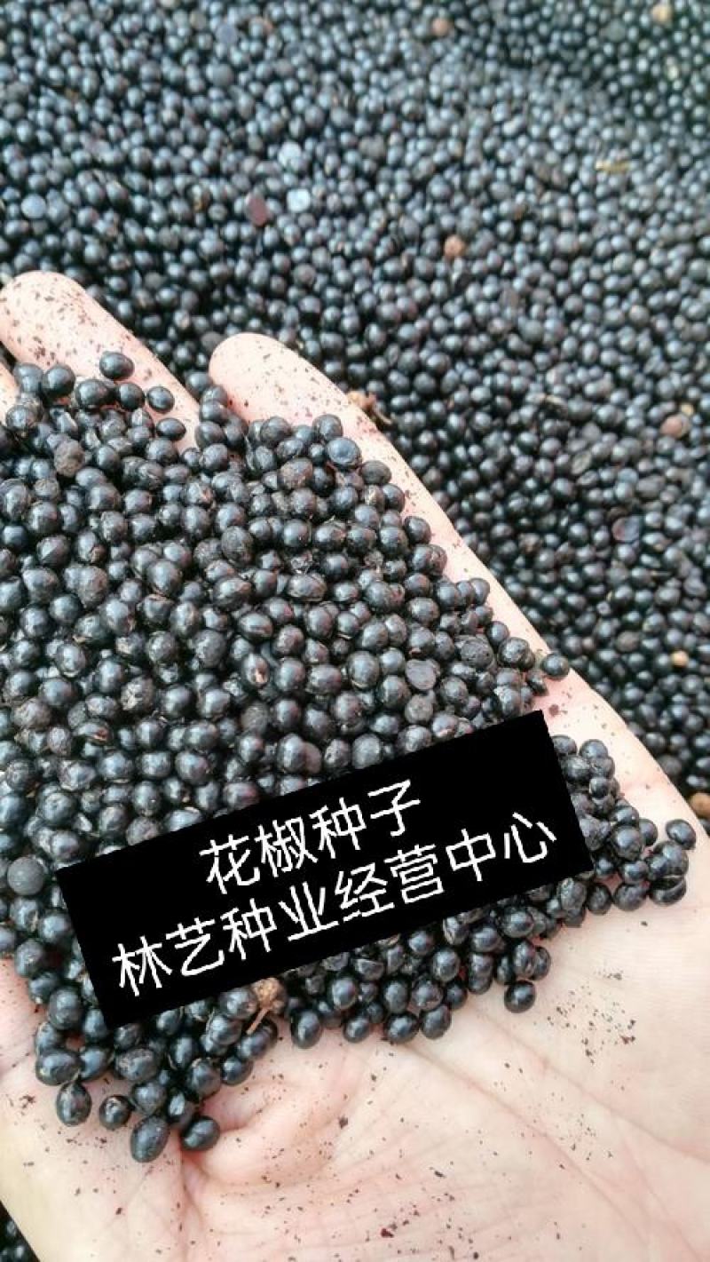 新采花椒种子九叶青花椒树大红袍四川花椒种子无刺花椒籽种