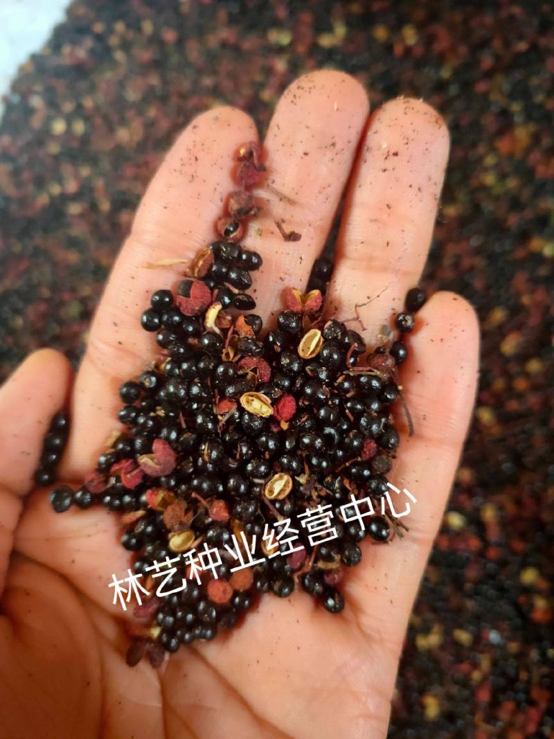 新采花椒种子九叶青花椒树大红袍四川花椒种子无刺花椒籽种