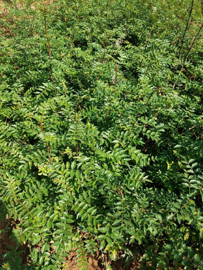 新采花椒种子九叶青花椒树大红袍四川花椒种子无刺花椒籽种