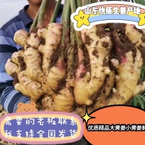 精品山东鲜姜，产地直供，常年供应随时有货，支持全国发货