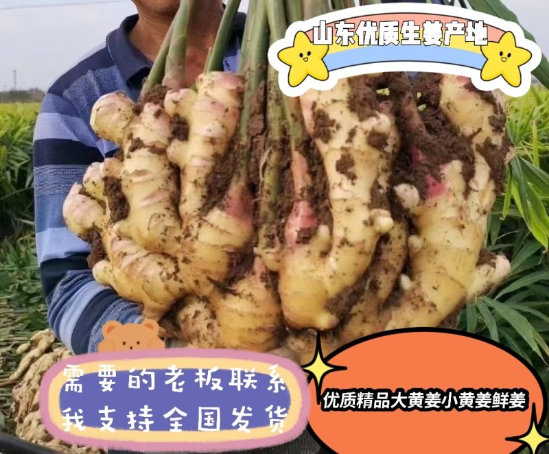 精品山东鲜姜，产地直供，常年供应随时有货，支持全国发货