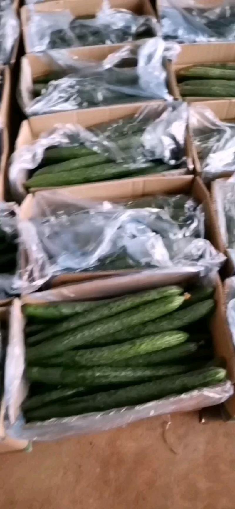 有带刺的黄瓜上市了，有需要的联系，电商市场都可以