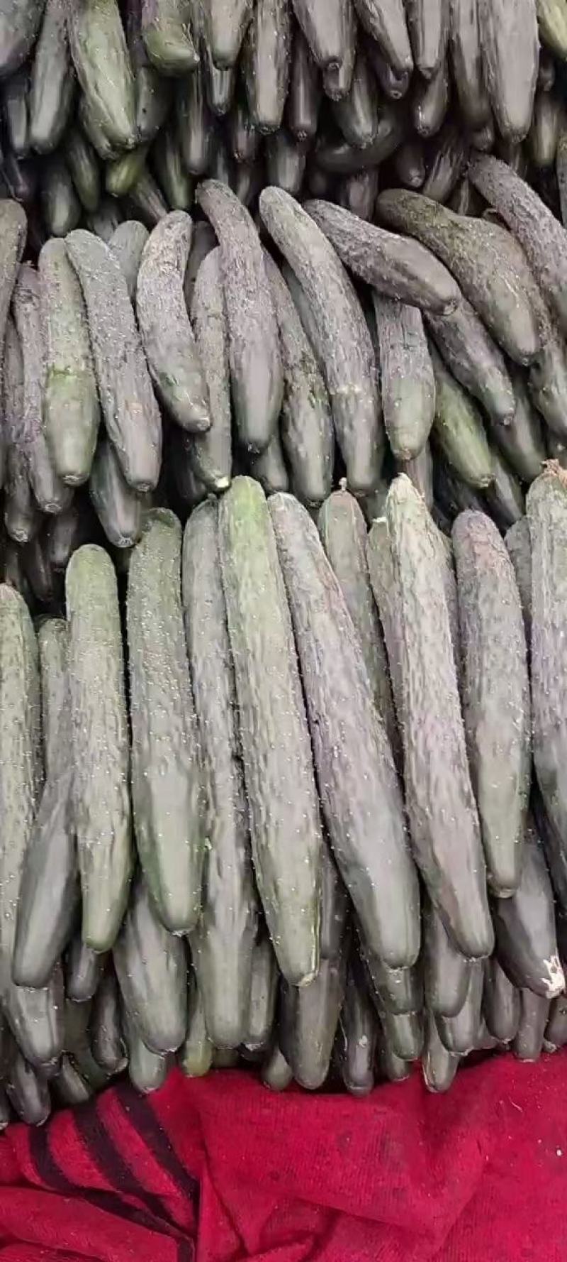 有带刺的黄瓜上市了，有需要的联系，电商市场都可以