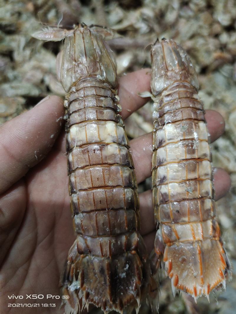 皮皮虾，弹虾，虾姑鲜活煮制口感鲜美酒店餐饮佳选食材热卖货