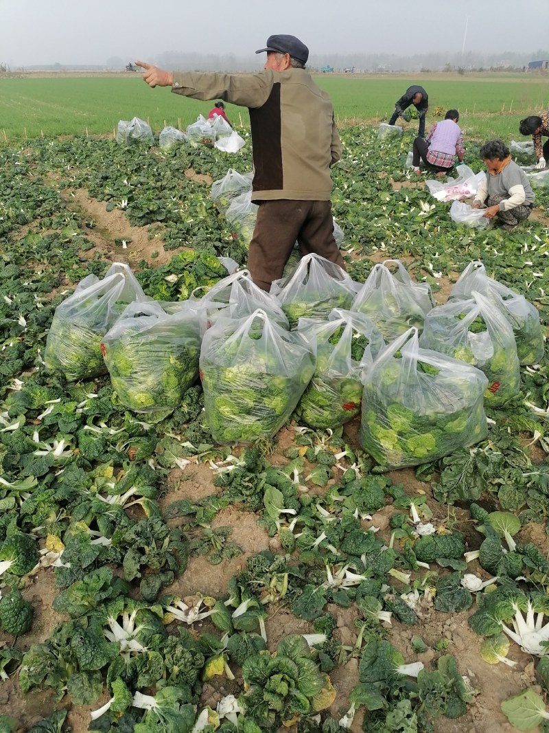 精品矮棵黄心菜，紫色黄心菜