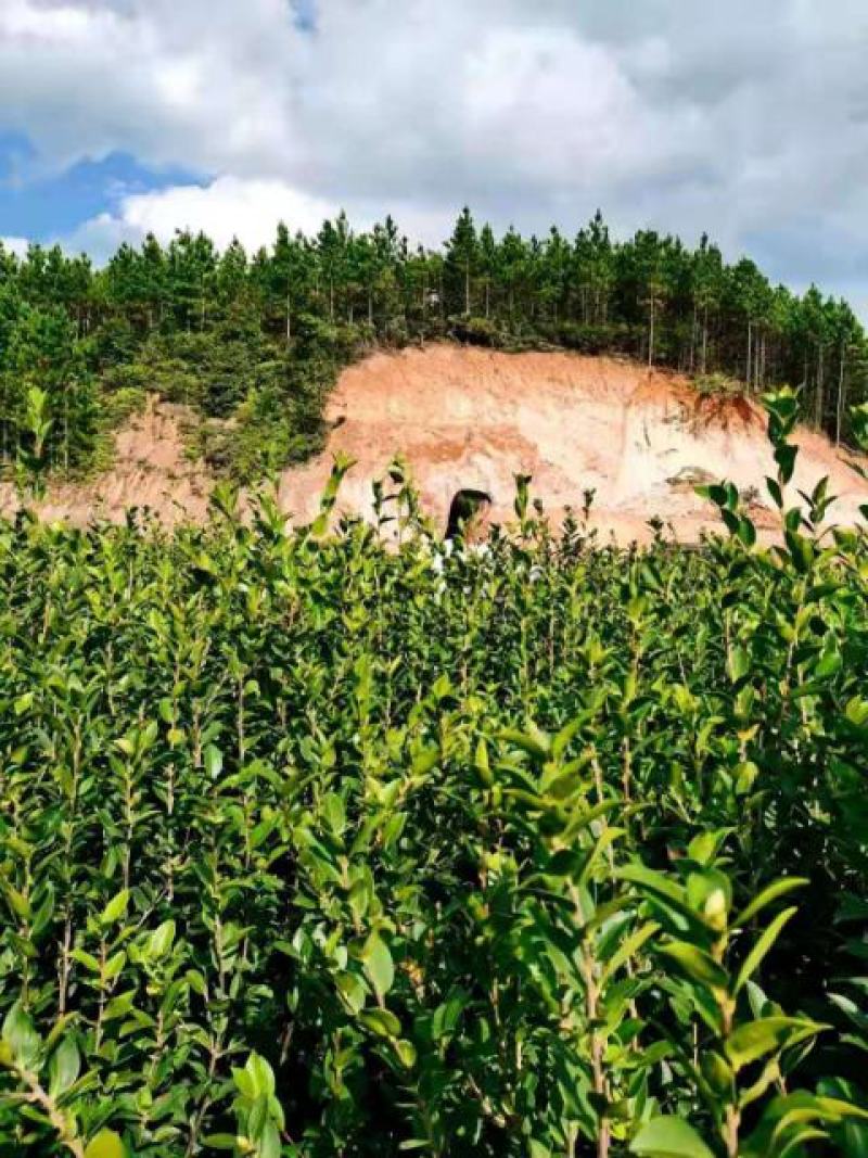油茶苗
