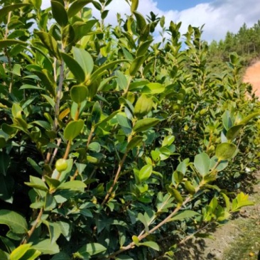 油茶苗