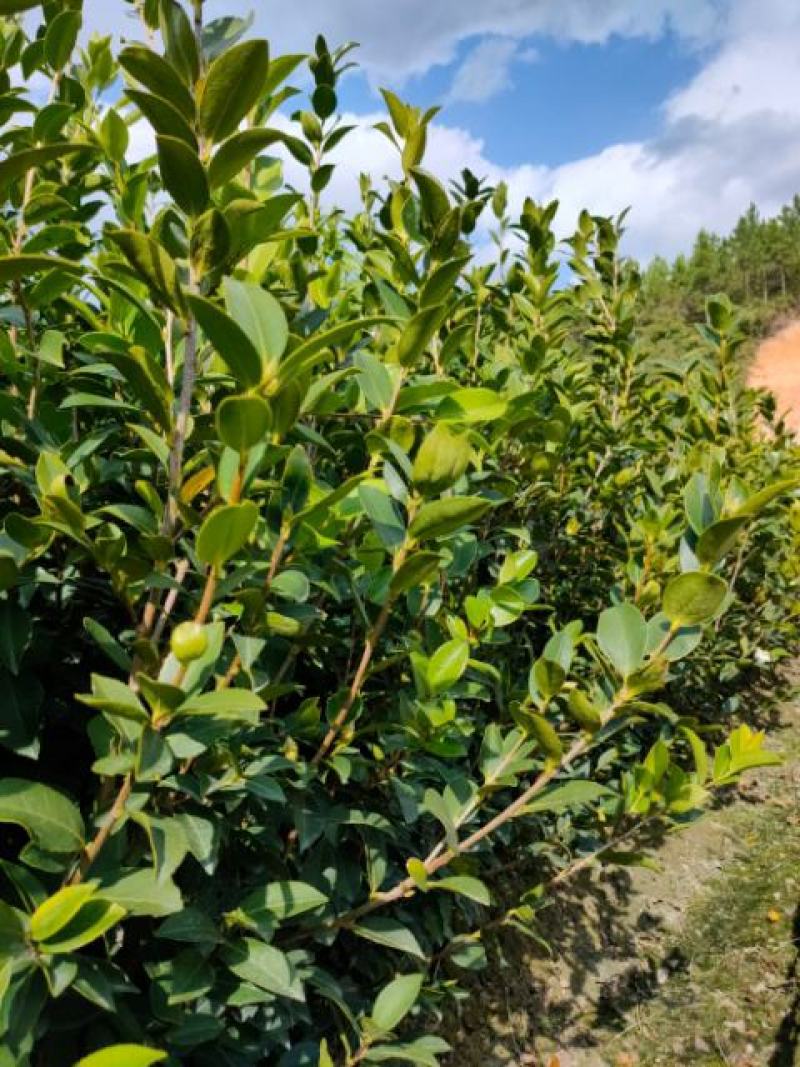 油茶苗