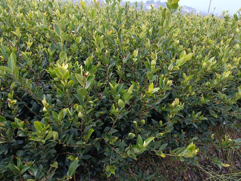 油茶苗