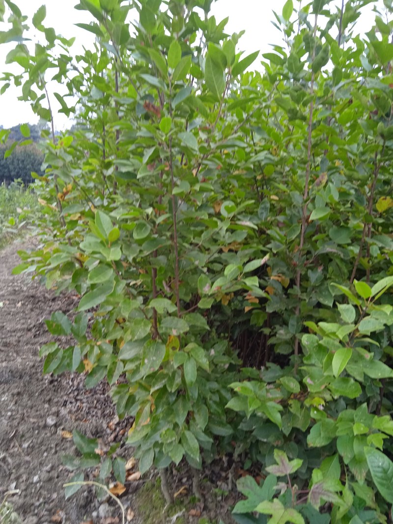 半枫菏苗半边枫苗，湖南量大价优