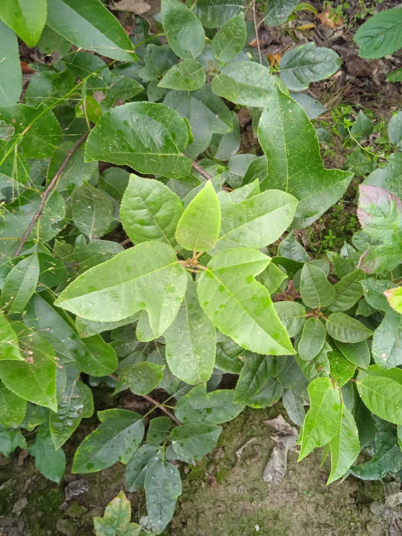 半枫菏苗半边枫苗，湖南量大价优