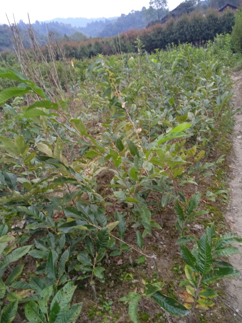 半枫菏苗半边枫苗，湖南量大价优