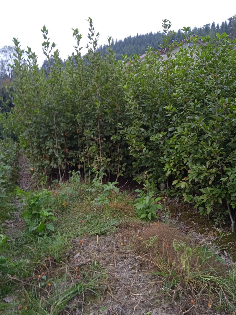 半枫菏苗半边枫苗，湖南量大价优