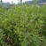 半枫菏苗半边枫苗，湖南量大价优