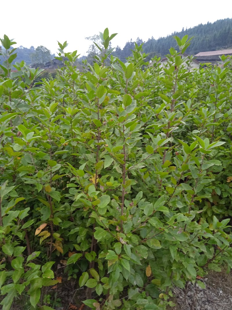 半枫菏苗半边枫苗，湖南量大价优
