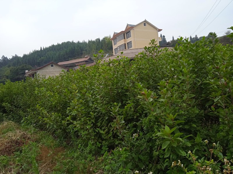 半枫菏苗半边枫苗，湖南量大价优