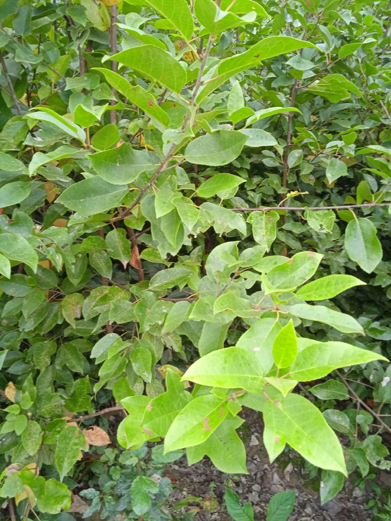 半枫菏苗半边枫苗，湖南量大价优