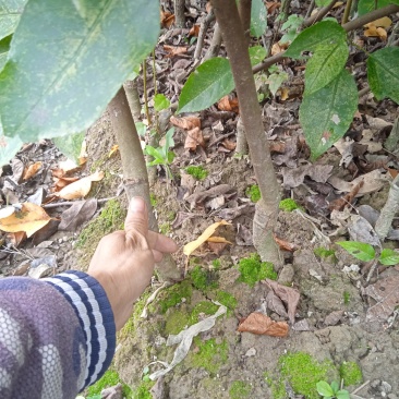 半枫菏苗半边枫苗，湖南量大价优