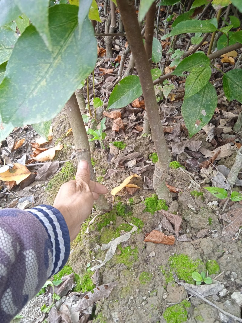 半枫菏苗半边枫苗，湖南量大价优