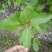 半枫菏苗半边枫苗，湖南量大价优