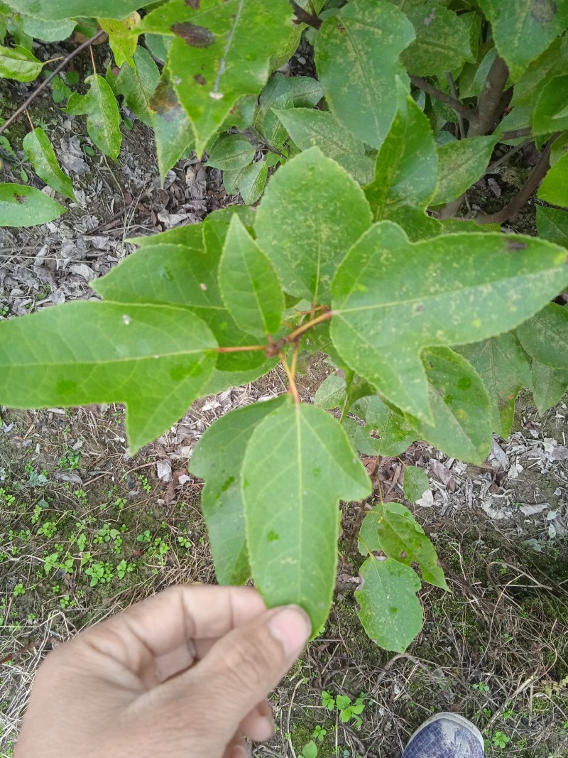 半枫菏苗半边枫苗，湖南量大价优