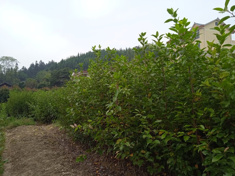 半枫菏苗半边枫苗，湖南量大价优