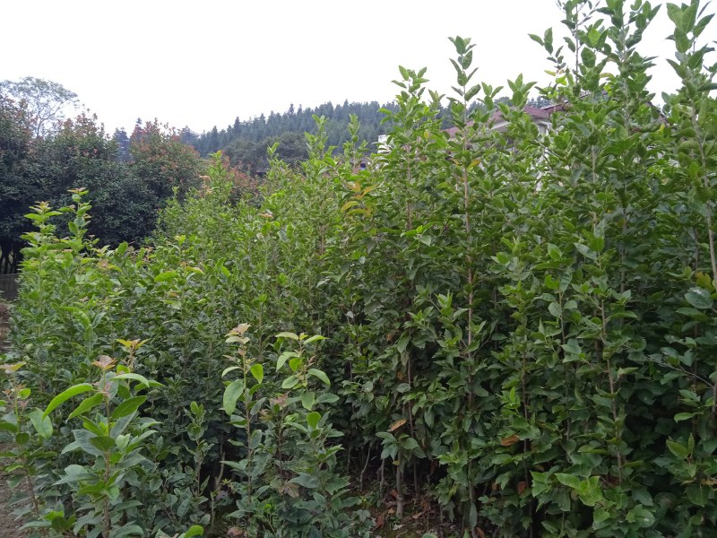 半枫菏苗半边枫苗，湖南量大价优