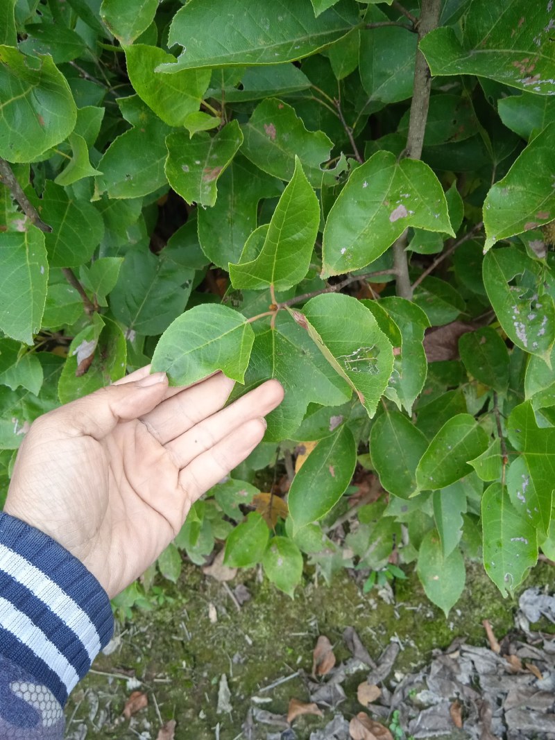 半枫菏苗半边枫苗，湖南量大价优